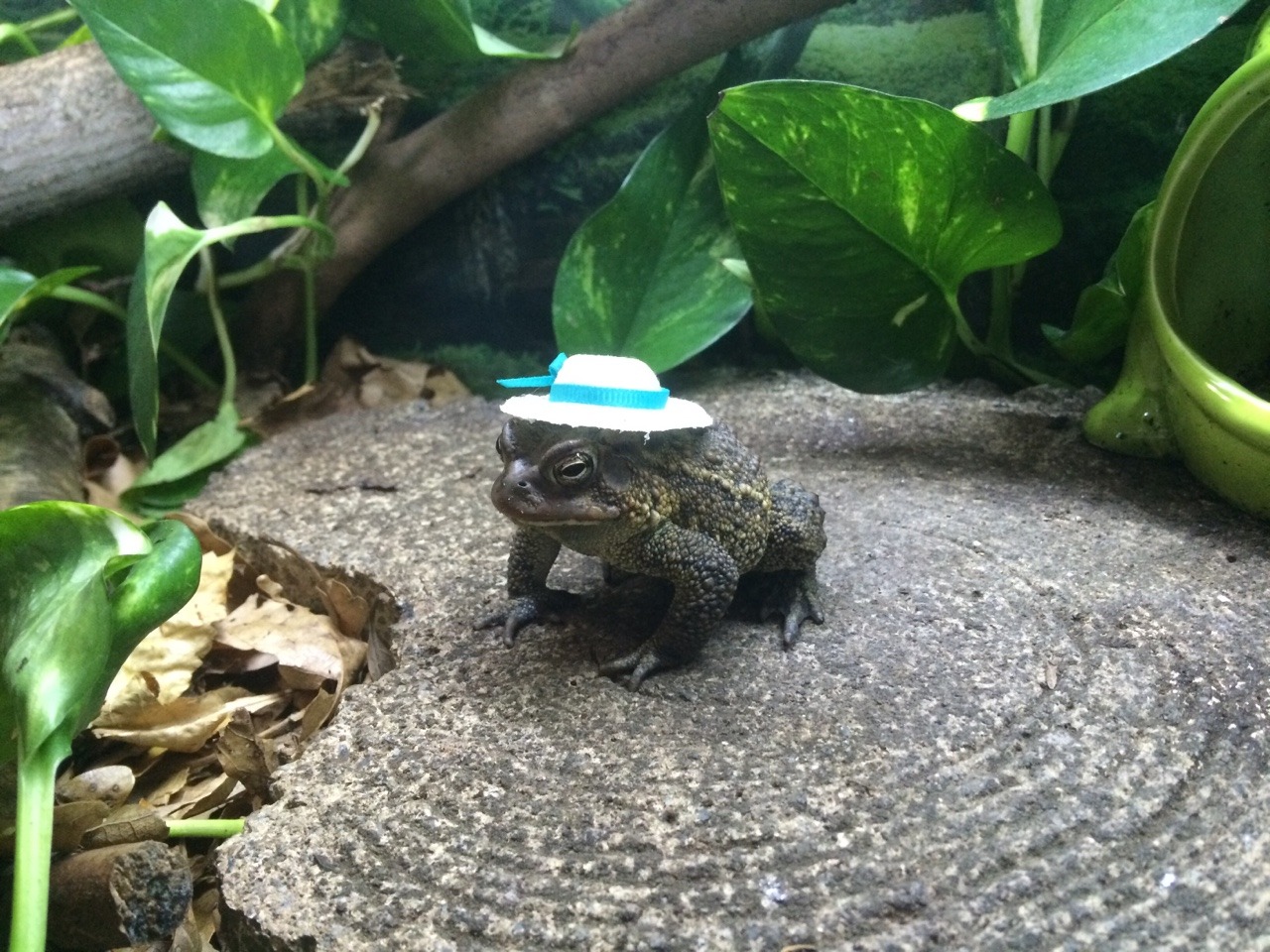 motherfucker-unlimited: toadschooled: I got E-mail this hat, and wow……….he