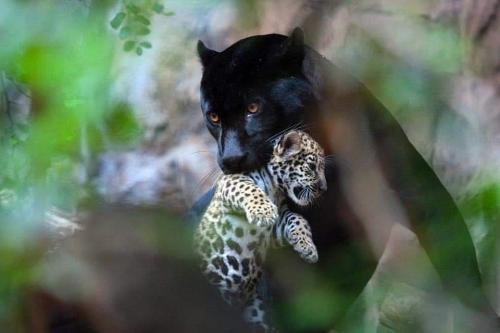 rosadiaz-givesme-bipanic:  jaubaius:  This panther adopted a baby jaguar     Absolutely living for the third picture