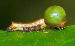 Endangereduglythings:  Cool-Critters:  Nolid Moth Caterpillars Nolidae Is A Family