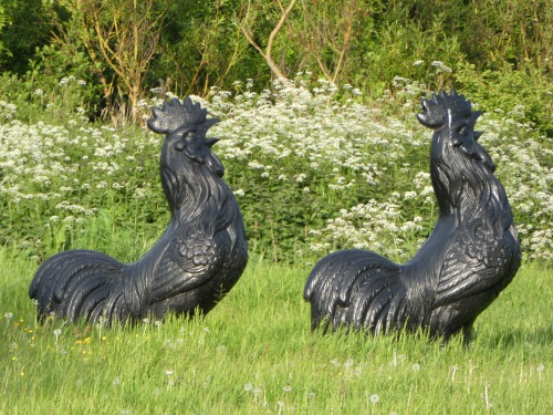 May 29th - In the meadow behind Alder Mill, just north of Atherstone, this pair of huge black cocks.
I have no idea, but just like imagining the faces of hopeful Googlers finding this post at some point in the future and being somewhat...