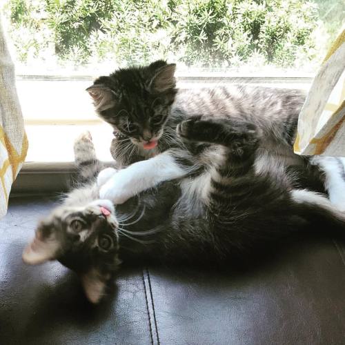 iluvyoumorethancake - Derpy bath time photo #millieandnorm...