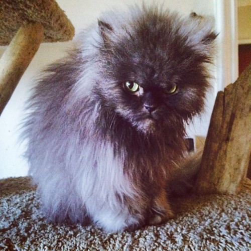 colonelmeow:  I wouldn’t call it a good day…but Justin Bieber’s in jail.