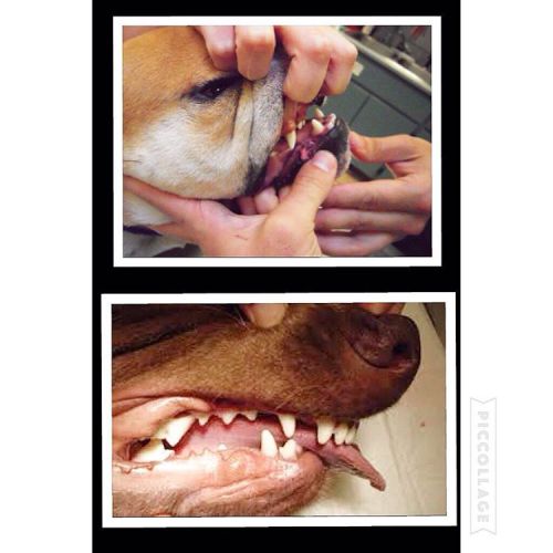 overshot jaw in puppies made in china