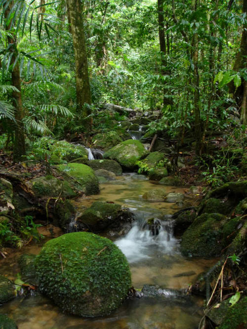 welcome-to-the-stressless-zone: Amazon Rainforest