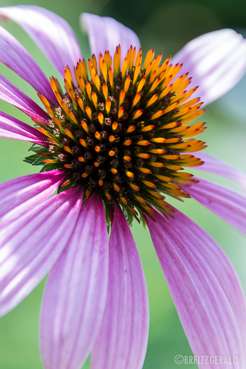 Flower in the gardens at Prospect House, Princeton University.
Photo © Brian R. Fitzgerald (brfphoto.tumblr.com)