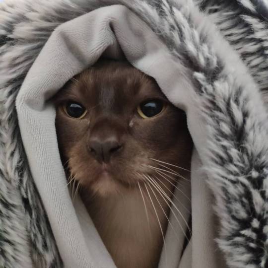 Am I the only one that thinks he looks like a otter (via)