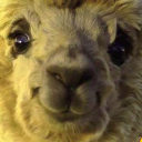 canaryalpaca - 