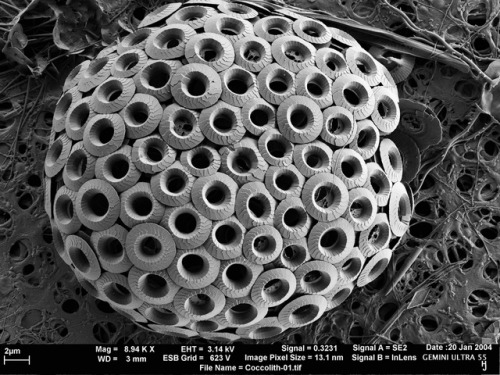 Cool Coccolithophores!Coccolithophores are one celled organisms, a type of phytoplankton that live i