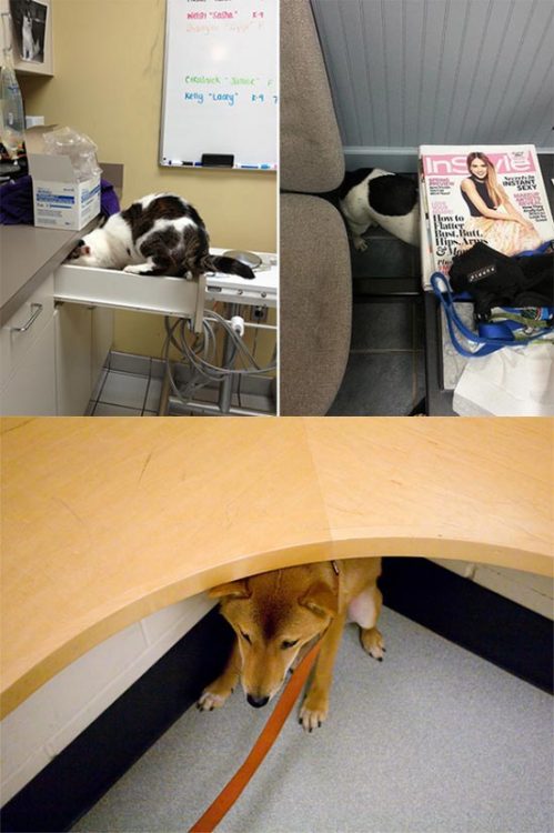 ohneooo:missredaholic:iraffiruse:Pets don’t like the vet  awww  I CANT HANDLE THIS POST