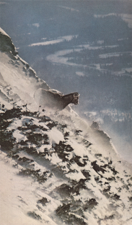 Bighorn sheep, 1973. 