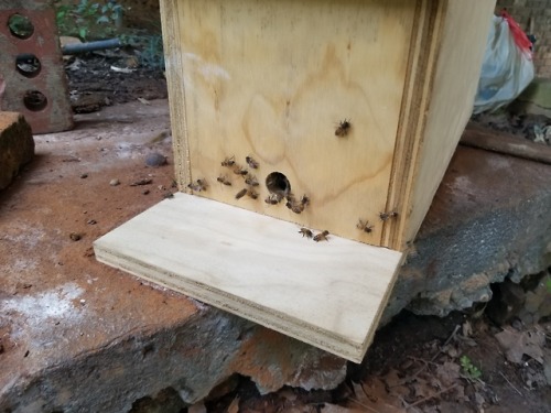 foxthebeekeeper: Dirt Cheap Beekeeping episode 1: What I’m gonna tell you. First of all, beekeeping 