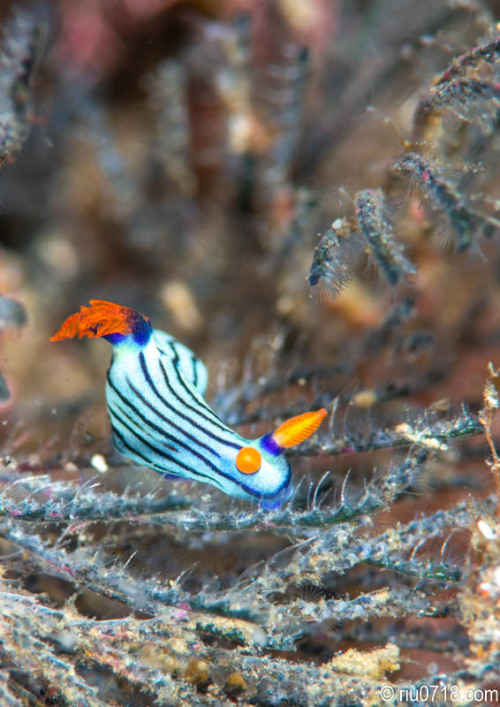 クロスジリュウグウウミウシ Nembrotha sp.