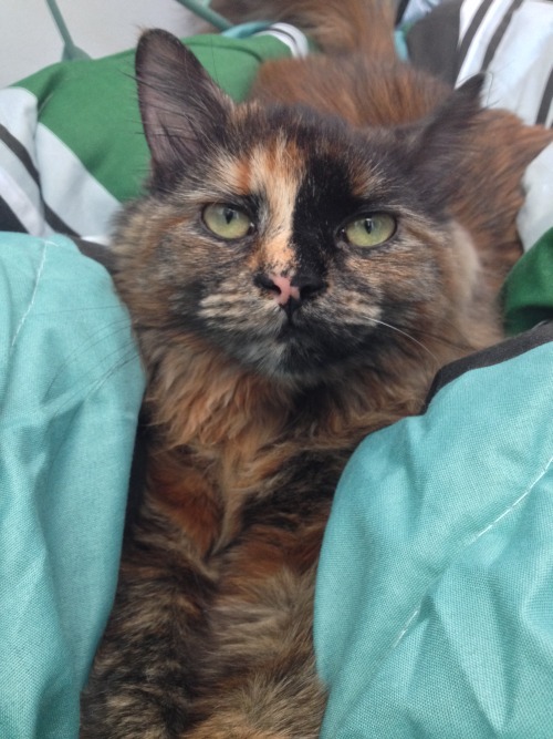 Autumn the Tortoiseshell(submitted by kootersmeow)