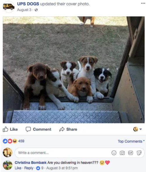 buzzfeed:UPS DOGS is quite possibly the best group on Facebook.