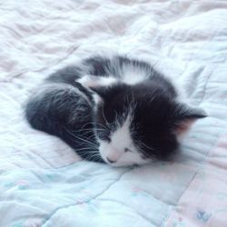 groundzerowithlove:  ryeou:  i swear she will sleep anywhere except her own bed   THATS OKAY. SHE CAN SLEEP ANYWHERE SHE WANTS BECAUSE SHE IS THE SIZE OF CUTENESS.