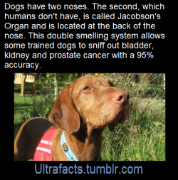 ultrafacts: Source: [x] Follow Ultrafacts for more facts! 