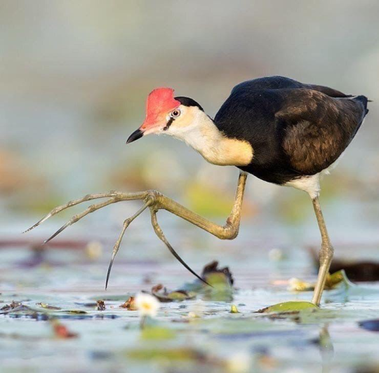 my-favorite-aesthetics:  biggest-gaudiest-patronuses:  biggest-gaudiest-patronuses: why are birds so cursed A Non-Comprehensive List of Birds That Piss Me Off  1. Dracula Parrot. This thing pisses me off like, a bunch 2.  King Vulture. the felted craft