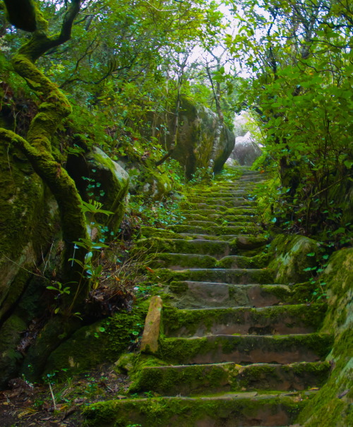 Green stairs in Palácio da Pena park, Sintra, Portugal (by NunoVicente).