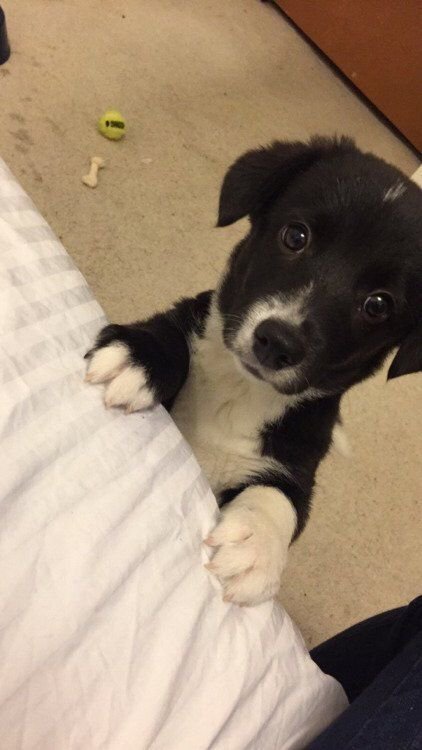 babyanimalgifs: Border Collie/Corgi mix Ahhhhh! <3333