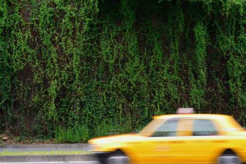 Green wall and yellow taxi. Between Aoyama Cemetary and Roppongi Hills is Roppongi Tunnel, which con