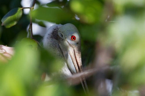 Sian Ka'an, Mexico, red spoonbill (April 2014) 