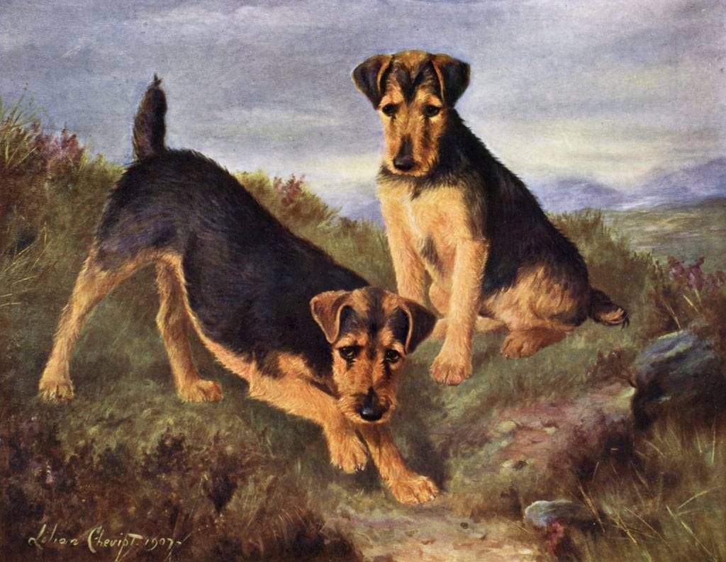 Welsh Terriers Glansevin Coquette and Champion Glansevin Coda, Lilian Cheviot (1876-1936)