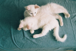 ingelnook:  kittens on grey by Bie Kari on