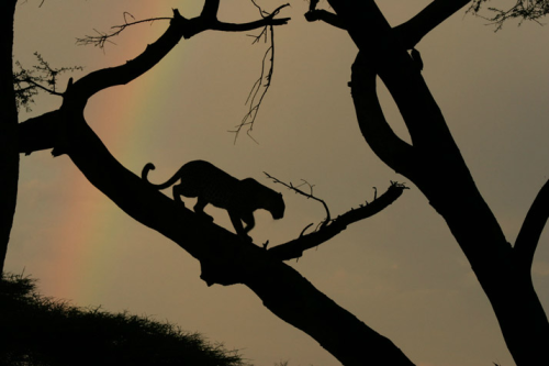 awkwardsituationist:  beverly and dereck joubert (of “the last lions“ fame) spent a year in botswana’s okavango delta following a mother leopard, who had already lost five previous cubs to hyenas and baboons, and her new cub, legadema. they