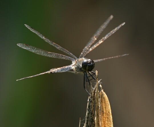 sinistropteryx: So everyone knows that the whole “winged human” depiction of