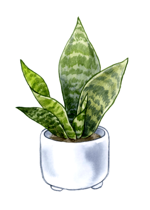 notmusa: i like houseplants