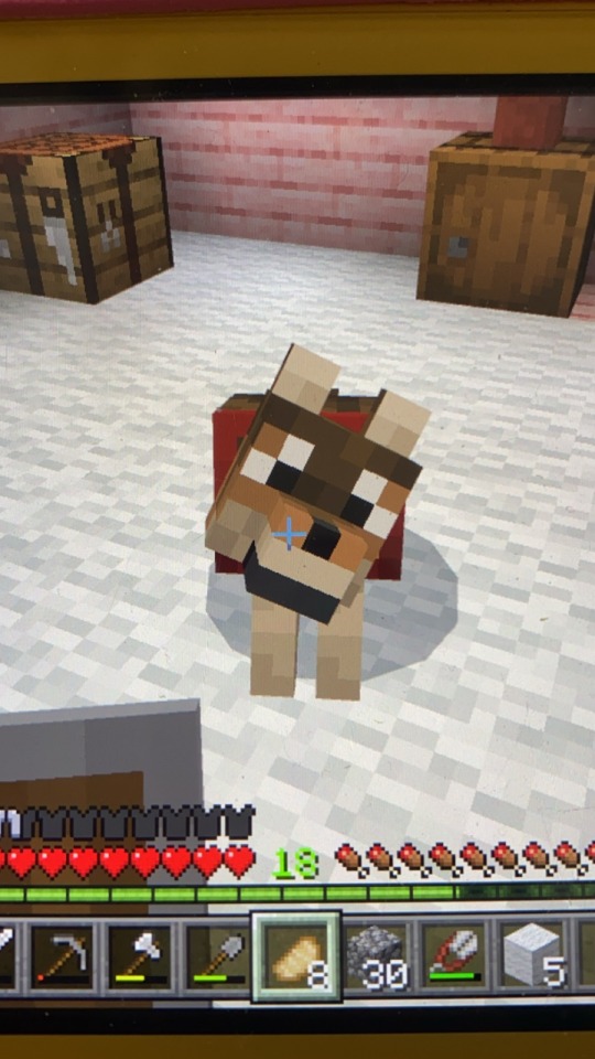 Hi Guys So This Is My Dog Asher