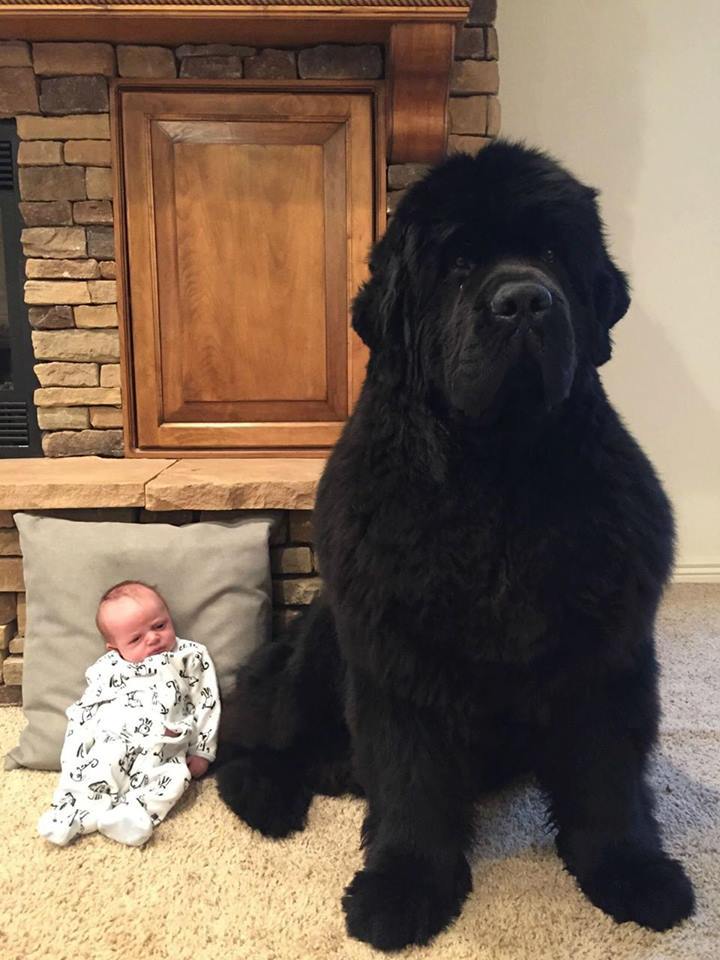waht-do:  sixpenceee:   Newfoundland dogs, known for their gentle demeanor and strong