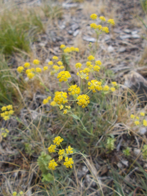 1 Pyrenean hare´s ear (Bupleurum angulosum)2 Sickle-leaved hare´s ear (Bupleurum falcatum)