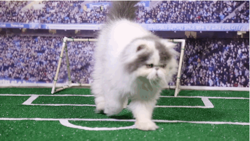 mashable:The Ultimate World Cup 2014 Highlights (Cat Edition)This is your World Cup recap. And by “r