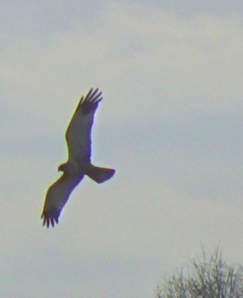 Une série sur les aigles, buses et autres grands rapaces diurnes&hellip; Là, ils sont en liberté !- 