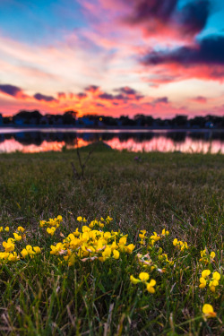 northskyphotography:  Flowers Beachside | by North Sky PhotographyFacebook | Instagram | 500px | Tumblr | Society 6