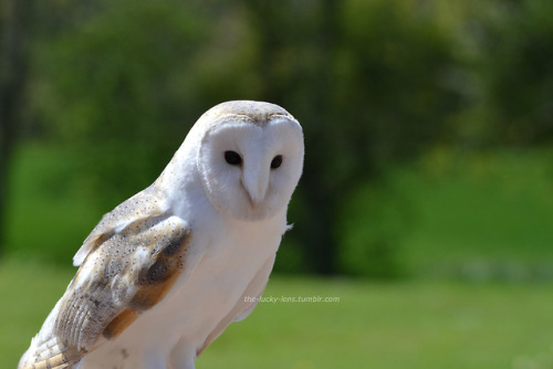 Barn owl (Tyto alba)