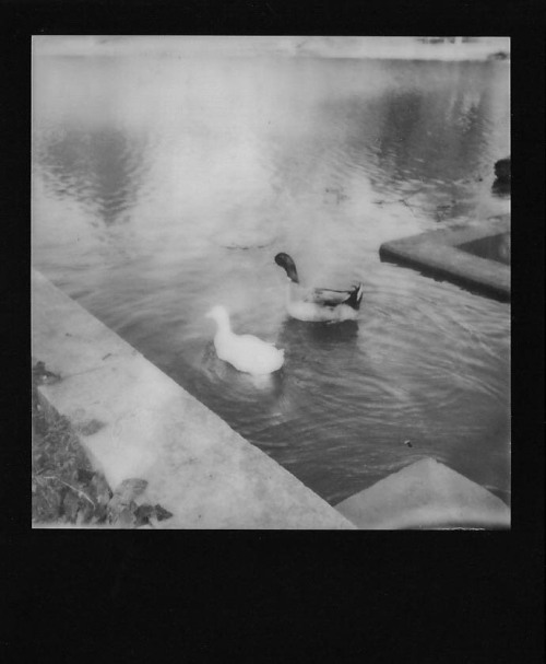 i shot w black and white film for the first time at the duck pond today and I&rsquo;m kinda in l