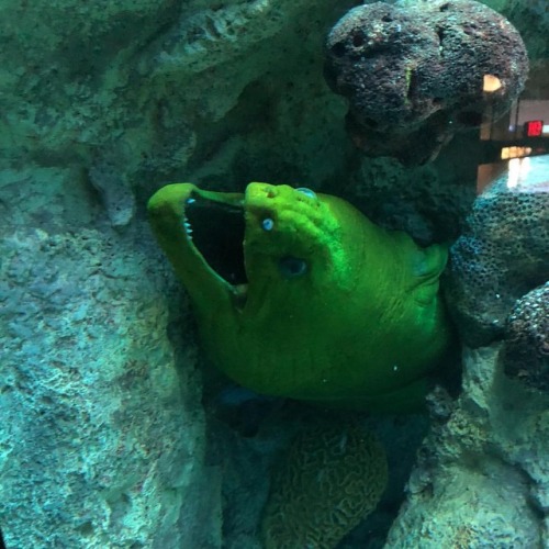 There are three green moray eels and one spotted moray in the Giant Ocean Tank. We challenge you to 