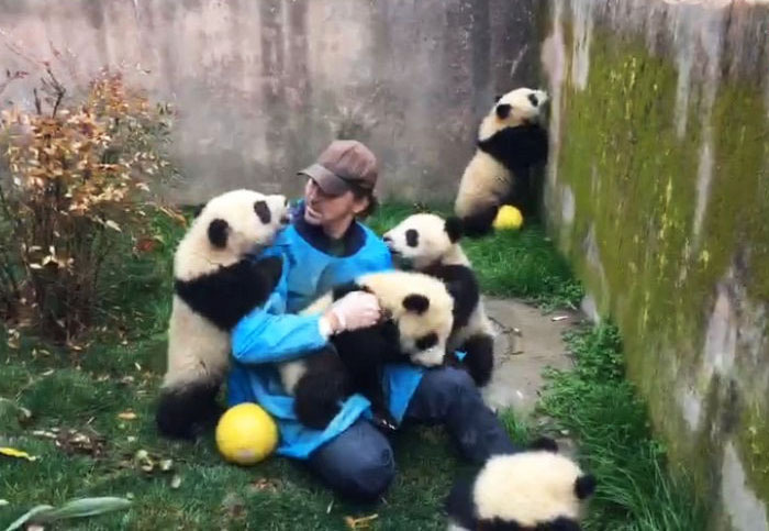 lucidentia:Lee Pace and his pandas ^_^