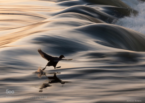 photography-col:I Believe I Can Walk on It… by AdrianBorda
