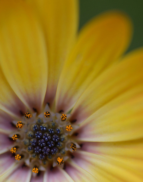 peonyandbee:  Osteospermum by Funchye on Flickr. 