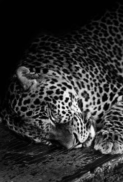  Leopard ~ Sam Alharbi 