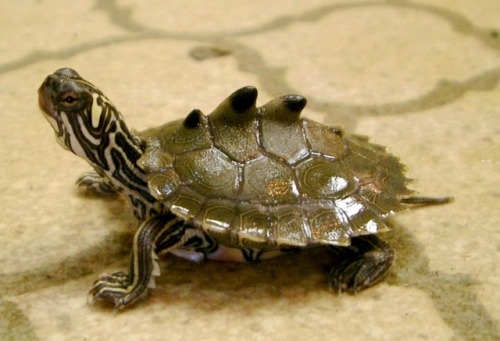 longliveharrypotter7: sixpenceee: Juvenile spiny turtle (Heosemys spinosa) Nope, that’s a tiny