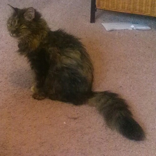 atalantapendrag: Anya’s tail is magnificent.