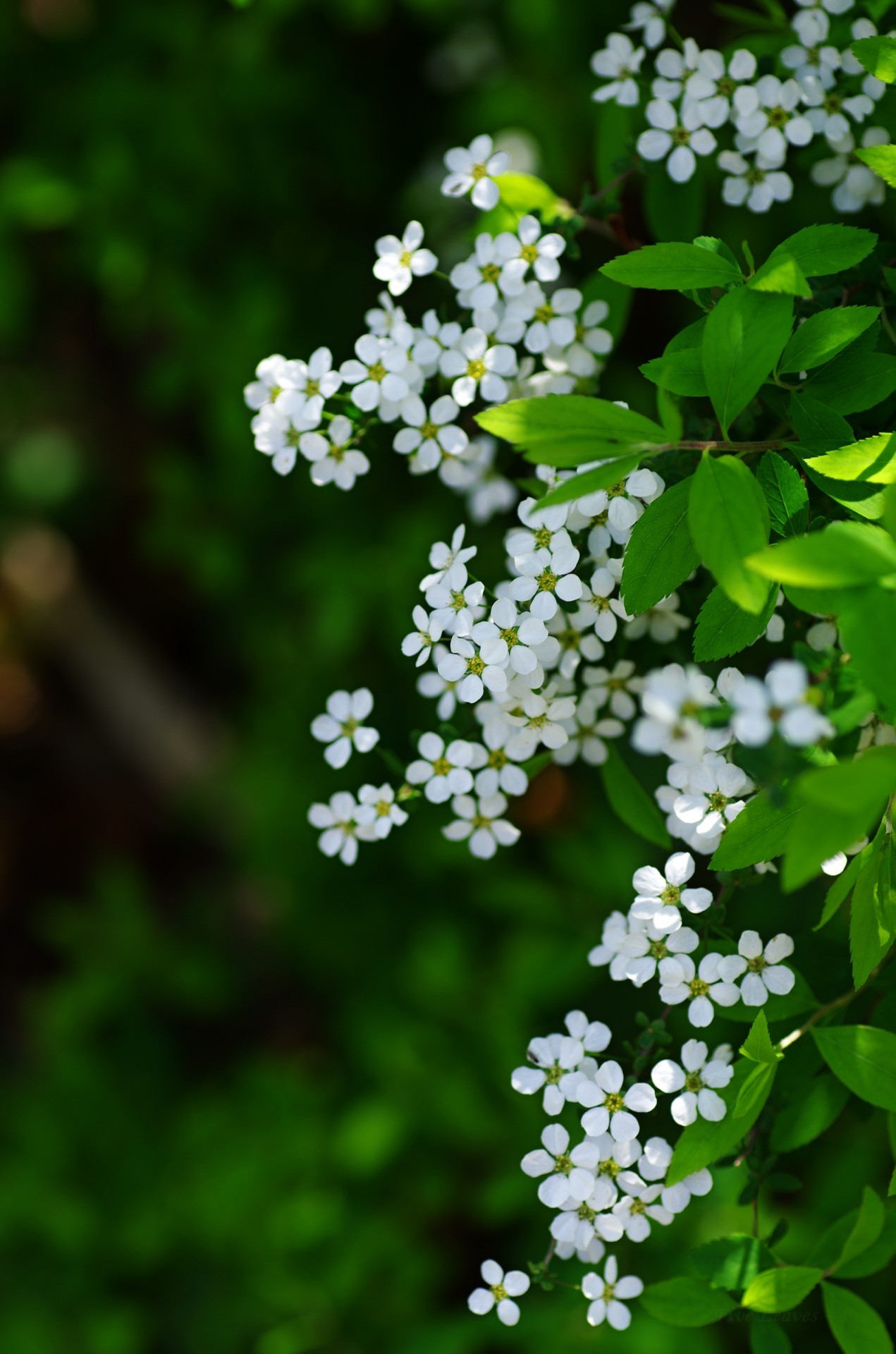 Spiraea Explore Tumblr Posts And Blogs Tumgir Spiraea Explore Tumblr Posts And Blogs Tumgir