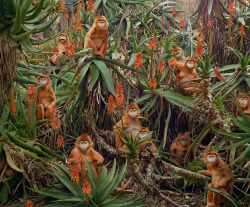 monmignon:  Simen Johan 