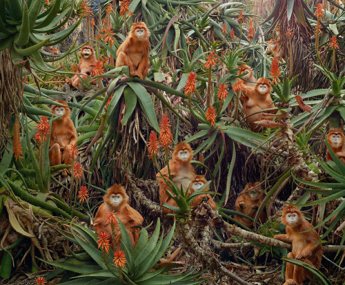 npr:  staceythinx:  More work from photographer Simen Johan’s project Until the Kingdom Comes. Find out more about him and the project from the Yossi Milo Gallery, which hosted the exhibit.  These images are stunning! -Emily