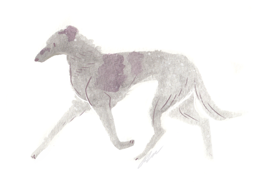 some borzoi