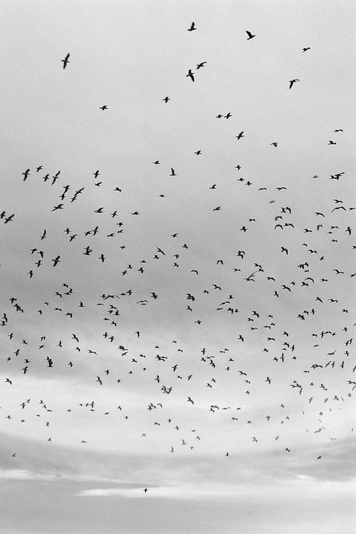 s-emfronteira.tumblr.com/post/50868869208/